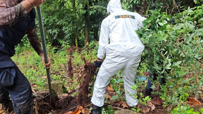 90 mil arbustos de hoja coca en Colón