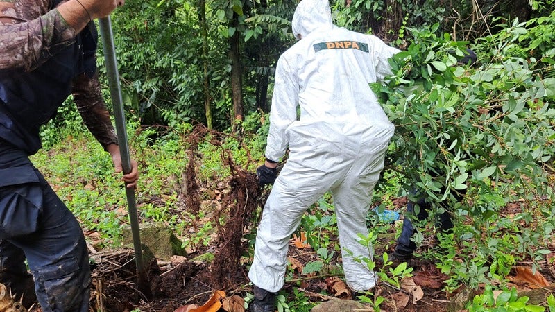 90 mil arbustos de hoja coca en Colón