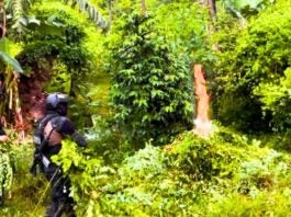 Destruyen plantaciones de supuesta droga en Atlántida y El Paraíso