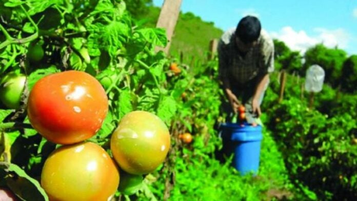 Deslizamiento del lempira afectará a productores