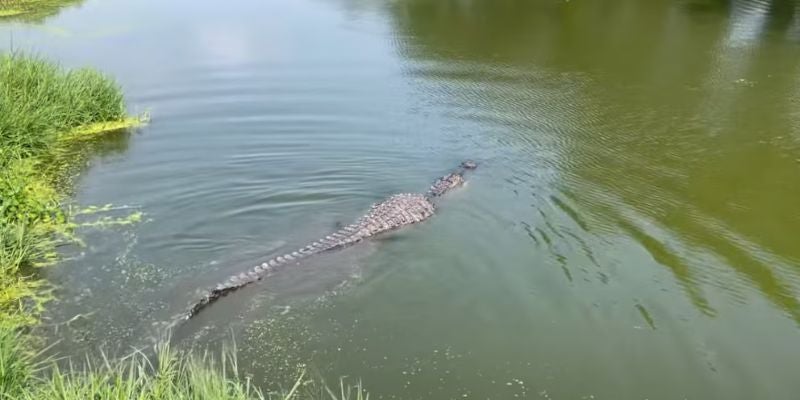 Caimanes aparecen en lugares inesperados por en Huracán Milton