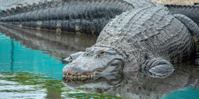 Caimanes aparecen en lugares inesperados por en Huracán Milton