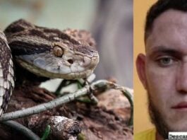 Hondureño pierde la vida por la mordedura de una serpiente en Colón