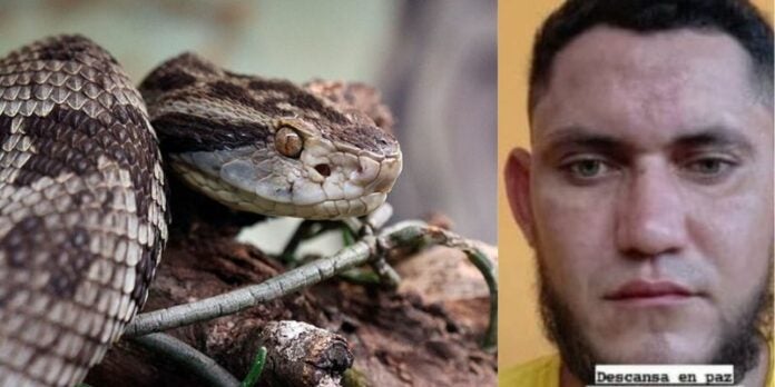 Hondureño pierde la vida por la mordedura de una serpiente en Colón