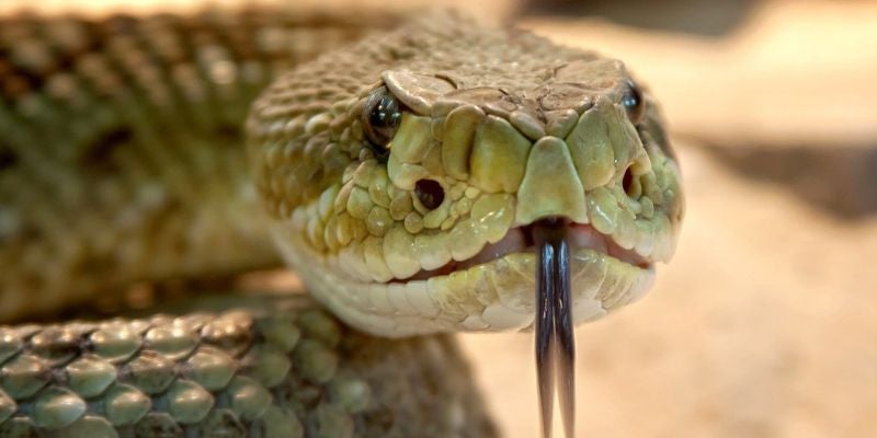 Hondureño pierde la vida por la mordedura de una serpiente en Colón