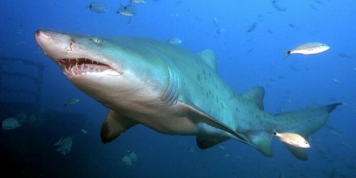 Biólogo recomienda no atacar a tiburones en caso de avistamiento en playas de Honduras