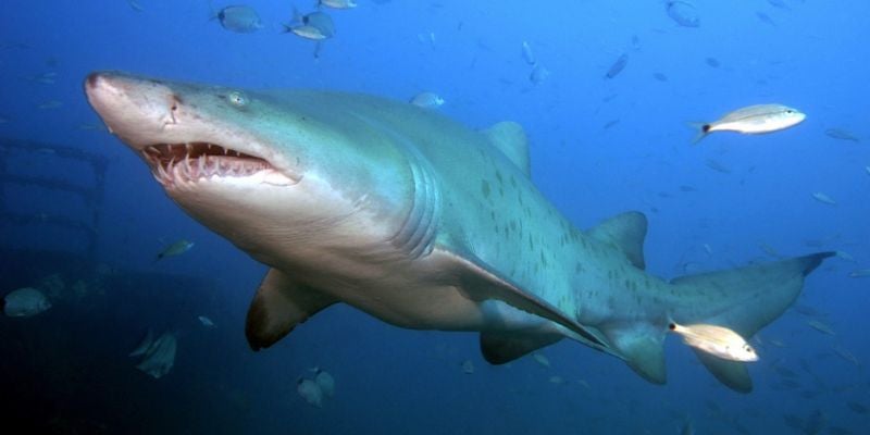 Biólogo recomienda no atacar a tiburones en caso de avistamiento en playas de Honduras