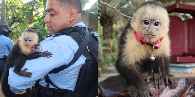 Rescatan al mono cara blanca que deambulaba por la capital