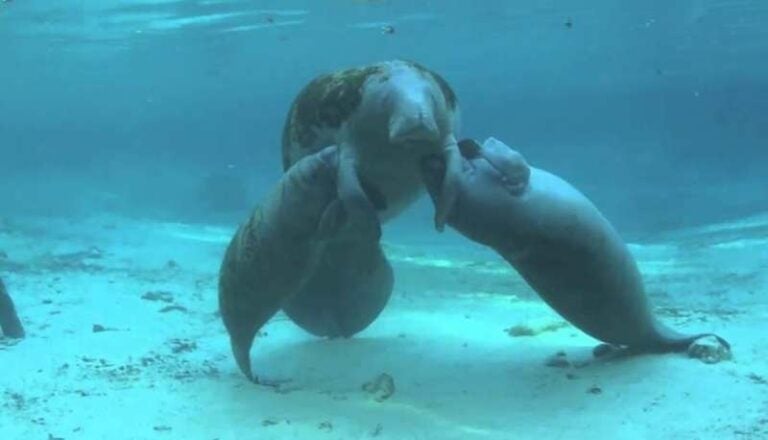 Captan hermosos manatíes nadando en playas de Tela, Atlántida