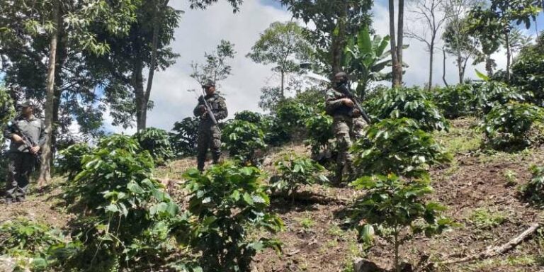 Militares incineran 1,500 plantas de marihuana en Santa Bárbara