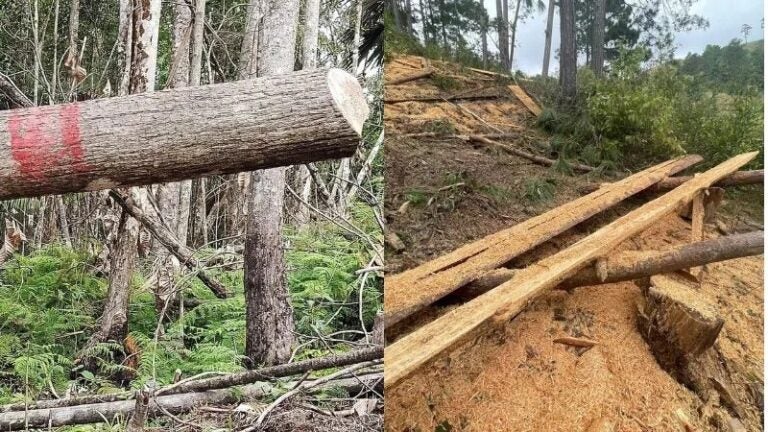 Honduras pierde hasta 70,000 hectáreas de bosque cada año por deforestación