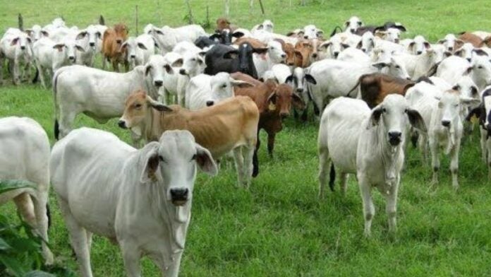 Misteriosas muertes de vacas en Lempira