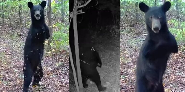 «Como humano»: Captan a un Oso caminado en dos patas en USA