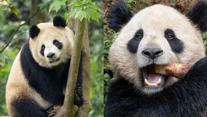 Pandas gigantes