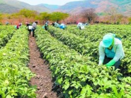 Incrementos a la TPM limita créditos en el sector agrícola