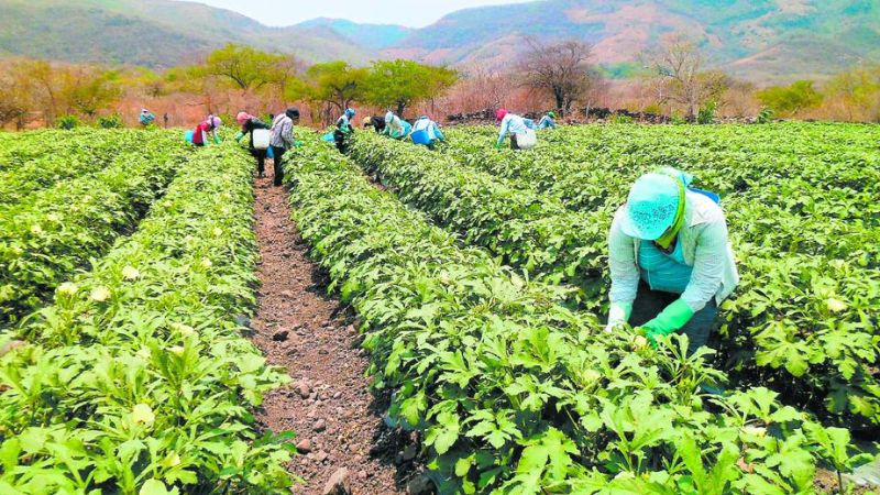 Incrementos a la TPM limita créditos en el sector agrícola