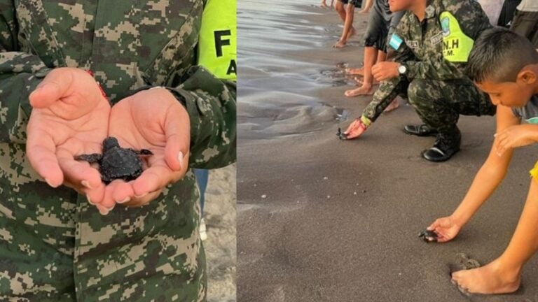 Choluteca: liberan 200 tortugas golfinas en playa Los Cocos