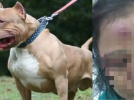 Pitbull ataca a una joven que iba hacia una iglesia en SPS