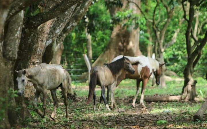 Caballos 