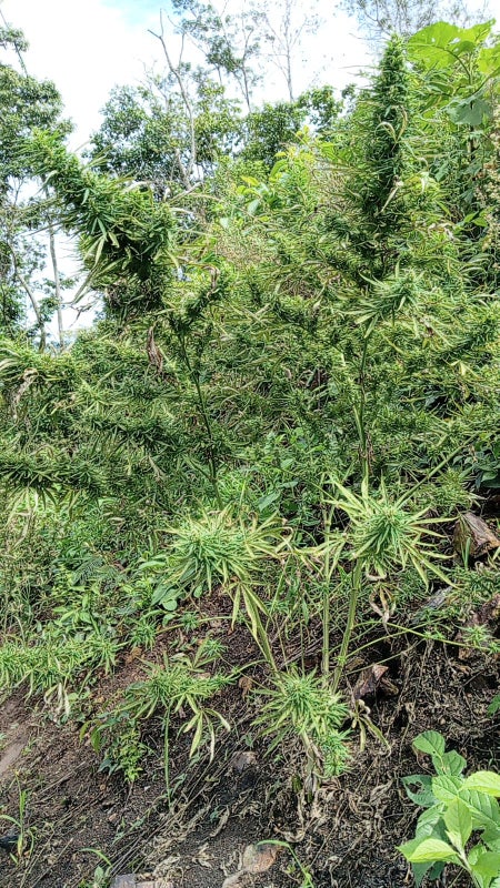 Marihuana Gualaco 