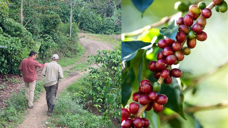 emergencia accesos fincas cafetaleras