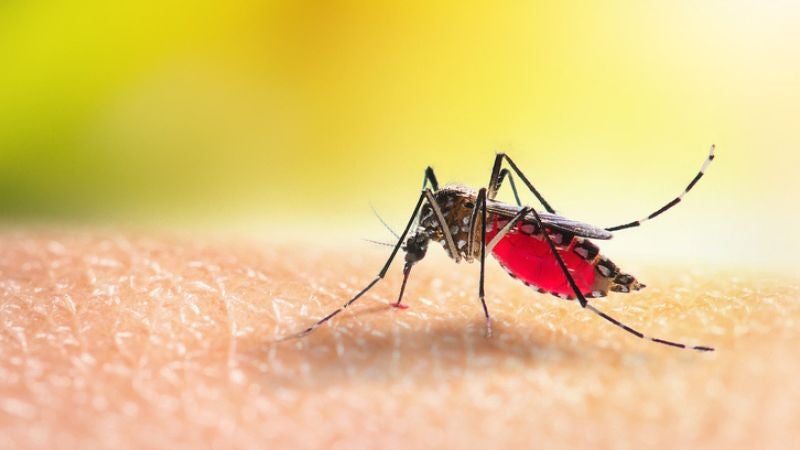 La OMS lanza un plan global para combatir el dengue