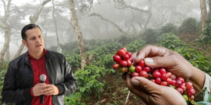 Más de 1200 manzanas de café afectadas por tormenta Sara