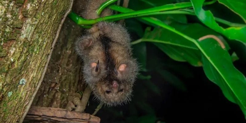 Sorprendente hallazgo en las montañas hondureñas: ¿Qué es este extraño animal?