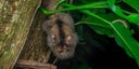 animal-en-honduras-2
