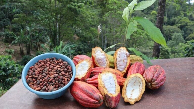 Italia abre sus puertas al café y cacao hondureño