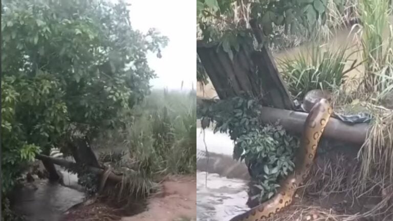 ¿En Honduras? captan impresionante serpiente en la orilla de un río