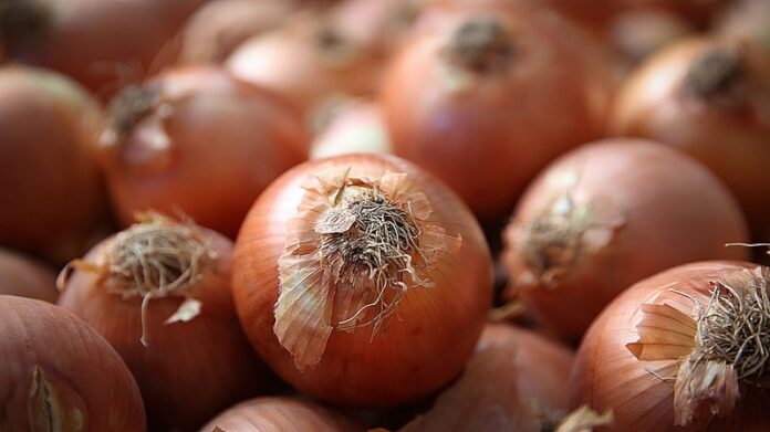 Productores de cebolla en Honduras