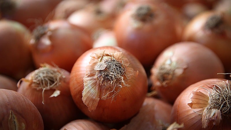 Productores de cebolla en Honduras