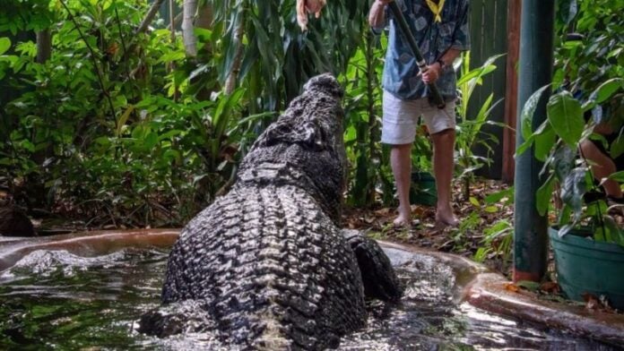 El cocodrilo más grande del mundo muere