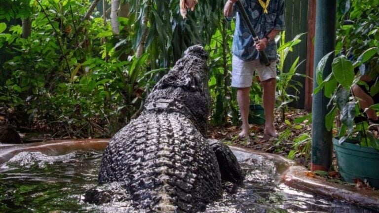 El cocodrilo más grande del mundo muere en cautiverio