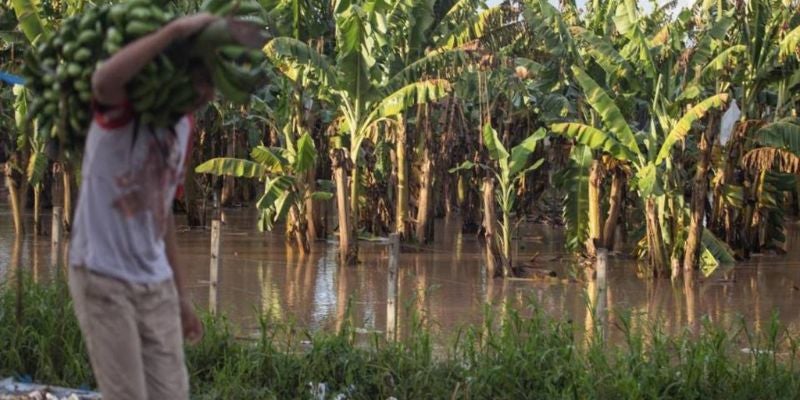 Tormenta tropical Sara dejará pérdidas en el sector productivo del Valle de Sula