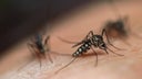 dengue-honduras