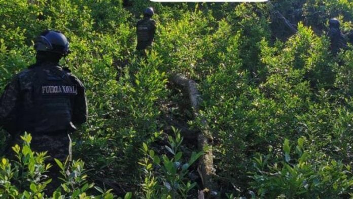 Aseguran arbustos coca parque Botaderos