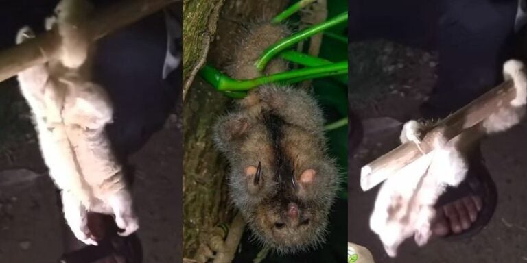 Sorprendente hallazgo en las montañas hondureñas: ¿Qué es este extraño animal?