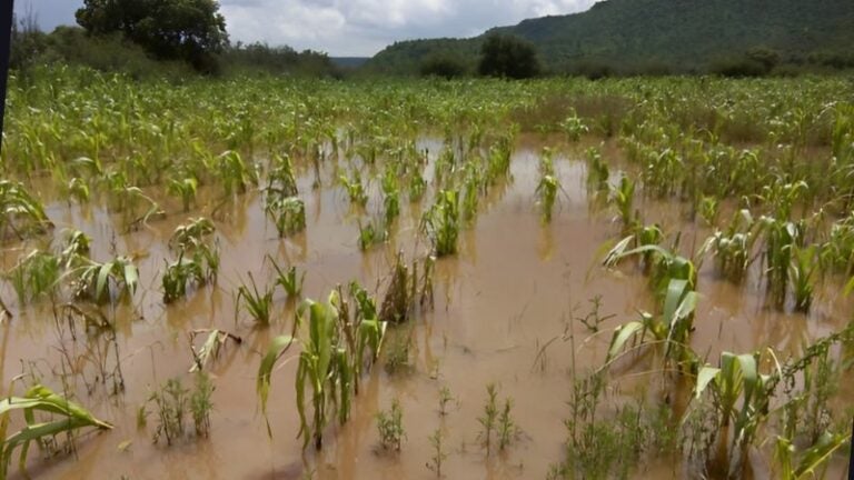 Frijoles bajo el agua: la devastadora fuerza de Sara arruina cosechas en Pespire