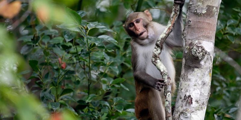 Así se escaparon 40 monos de un laboratorio de investigación en USA