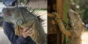 iguanas-rescatadas-en-honduras-2-2