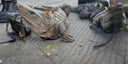 iguanas-rescatadas-en-honduras