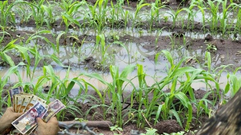 Lluvias provocan pérdidas millonarias en producción de granos básicos en Olancho