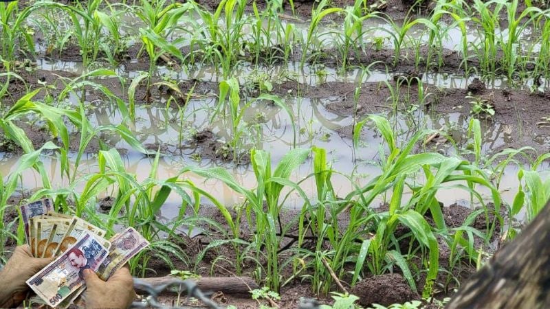 Productores de Olancho hacen un llamado a la presidenta Xiomara Castro, solicitando apoyo ante las pérdidas generadas por el clima