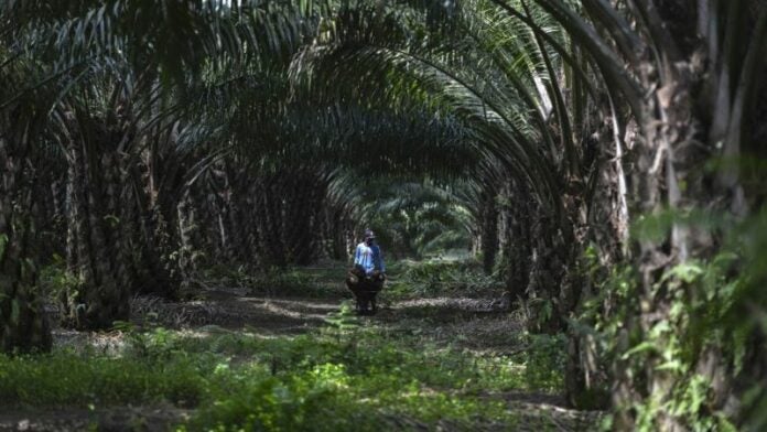 Invasiones de tierras provocan despidos masivos en empresa de palma africana de Atlántida