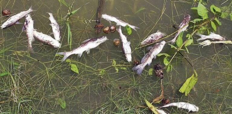 Reportan hallazgo de unos 500 peces muertos en Peña Blanca, Cortés