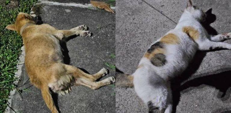 Crueldad en Villanueva: envenenan a mascotas por tirar basura