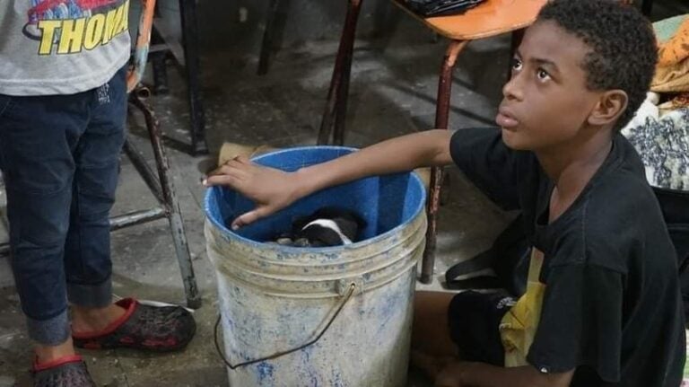 Niño lleva a sus perritos a un refugio en SPS