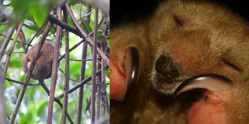 Sorprendente hallazgo en las montañas hondureñas: ¿Qué es este extraño animal?